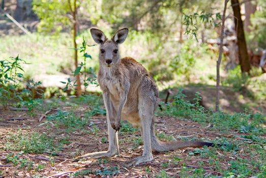 a eastern gray kangaroo stops and looks at the camera