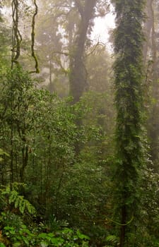 the beauty of nature in the dorrigo world heritage rainforest on a foggy day