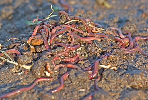 large pile of garden or compost worms