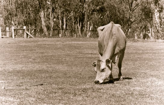 a cow eating grass on the farm