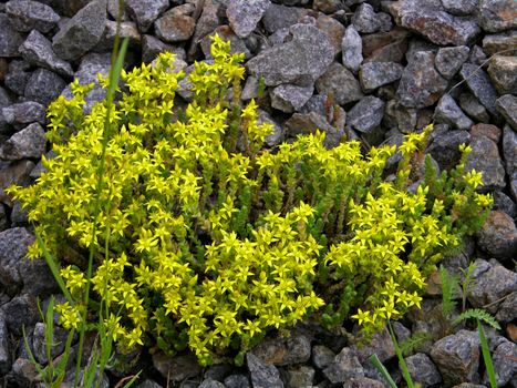 a plant grows in the stone