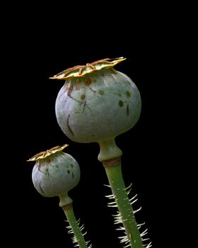 head of poppy plant on a black background
