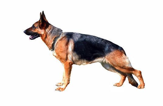 Profile of large German Shepherd dog, white background 