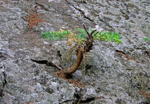 plant grows in the stone