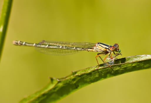 a dragonfly on a leaf eating a grub