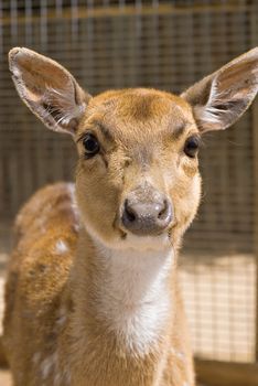 close up of a nice young deer looking into the camera
