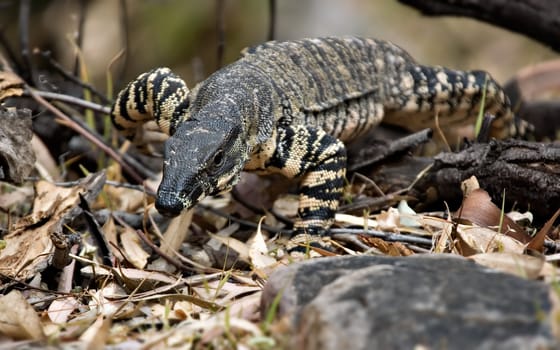 a big lace monitor (goanna) is coming through the undergrowth looking like it is coming to get you