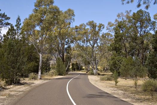 a winding tree lined road in the country