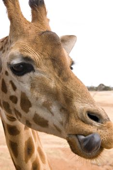 giraffe at eye level licking lips after eating something tasty