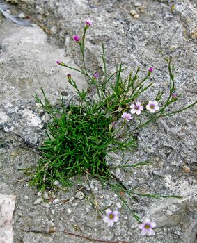 a plant grows in the stone