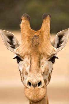 close up of a giraffe at eye level