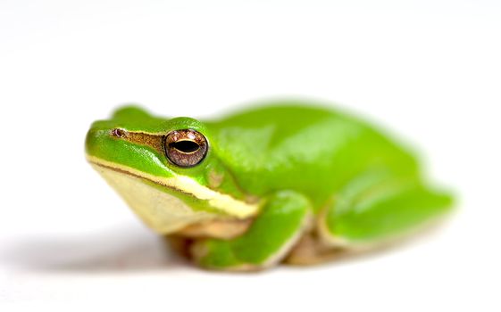 dwarf green tree frog sitting down isolated on white