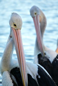 pelicans with their head down getting ready to roost