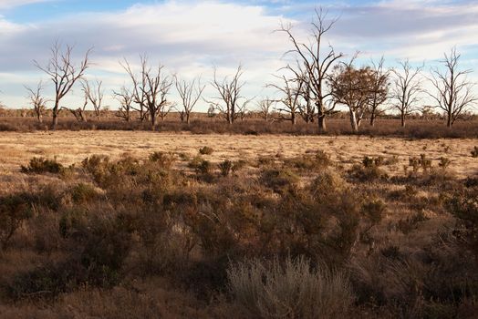 landscape image of a hard ry land in the drought