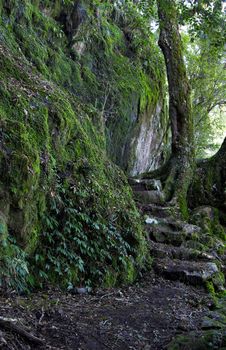 a path and steps leading through the oxley world heritage rainforest