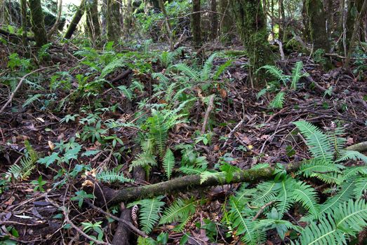 ferns and plants under the canopy of the oxley world heritage rainforest