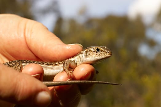 ctenotus robustus skink lizard in hand