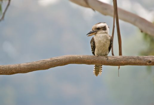 a laughing kookaburra sits on tree branch