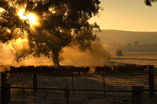 sunrise coming through the trees with rays of light over cattle and cattleyards