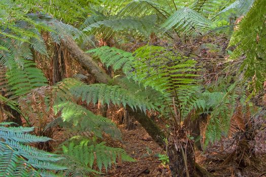 vibrant image of the rainforest ferms in the morning
