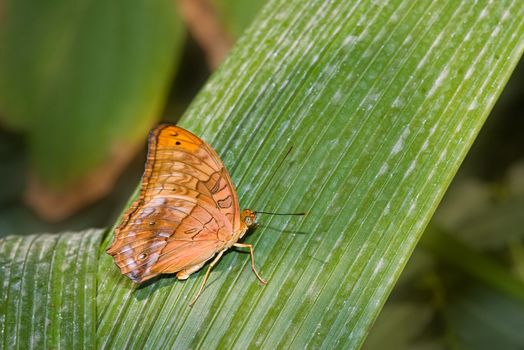 a nice orange butterfly rests on a palm frond