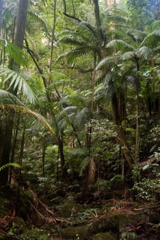 the beautiful nature of border ranges rain forest in northern nsw
