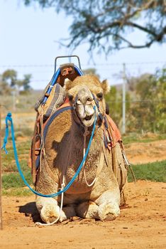 ships of the desert - camel sitting with saddle