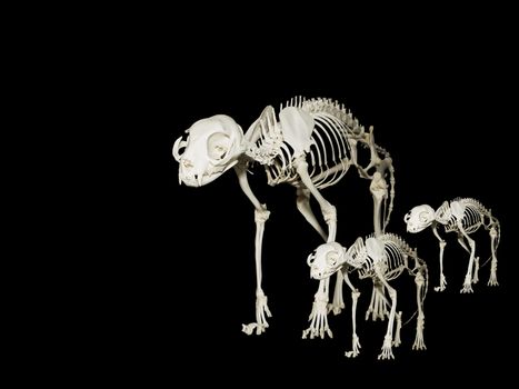 Skeleton of the domestic cat or Felis Catus