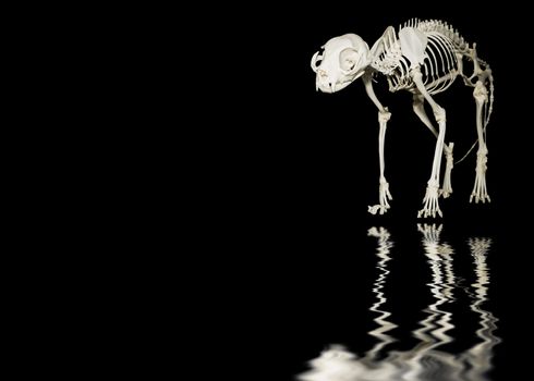 Skeleton of the domestic cat or Felis Catus