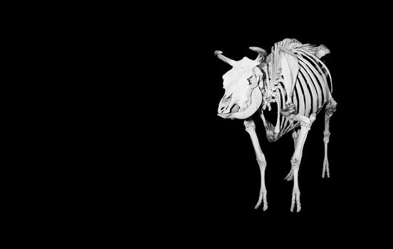 Skeleton of the European cow or Bovidae Bovinae