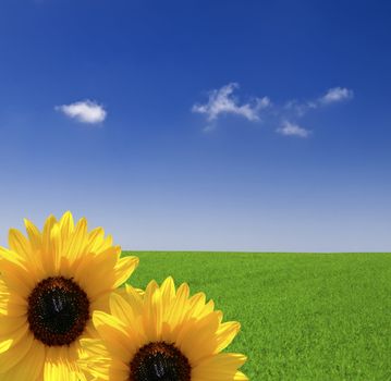 Beautiful Sunflowers over lawn and blue sky