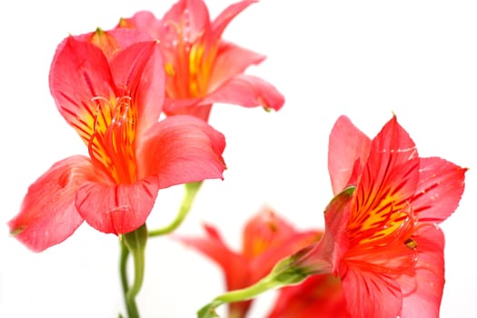 Isolated shots of red Peruvian Lilies on white background.