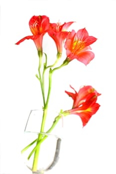 Isolated shots of red Peruvian Lilies on white background.