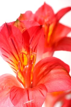 Isolated shots of red Peruvian Lilies on white background.
