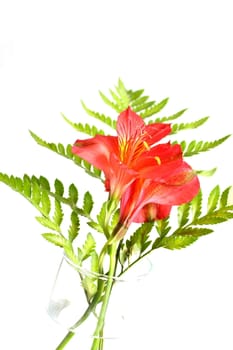 Fern leaves with assorted lilies on white background