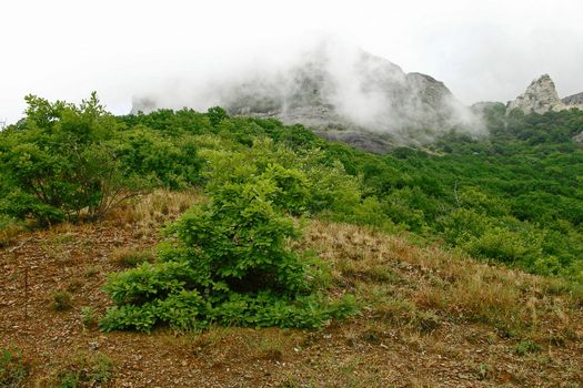 Crimea flora in Demergy mountain