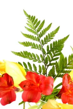 Fern leaves with assorted lilies on white background