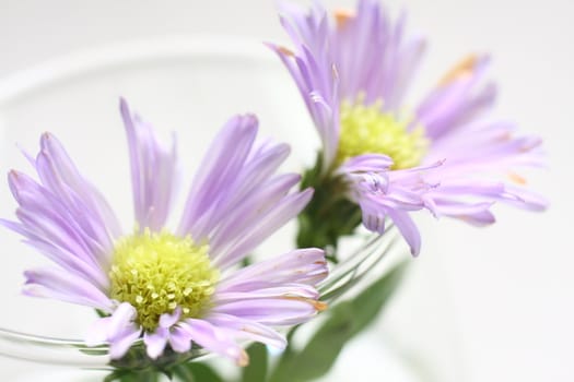 Purple Daisy on white background with leaves.