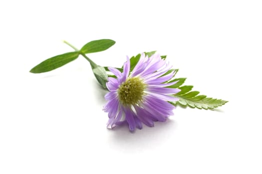 Purple Daisy on white background with leaves.