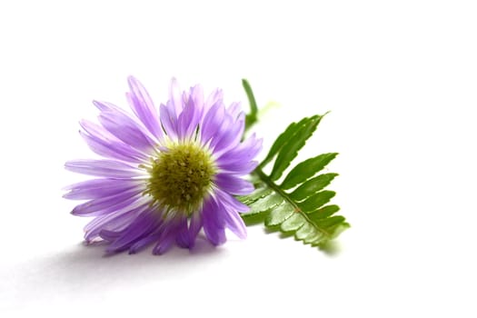 Purple Daisy on white background with leaves.