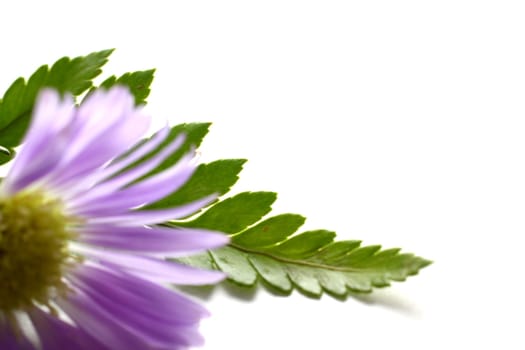 Purple Daisy on white background with leaves.