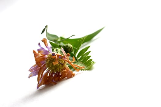 Purple Daisy on white background with leaves.