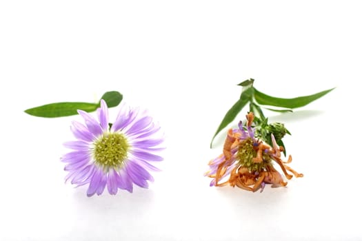 Purple Daisy on white background with leaves representing life and death