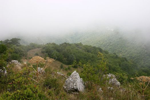 Crimea flora in Demergy mountain