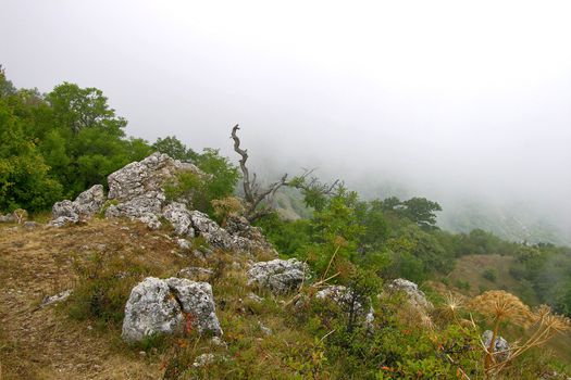 Crimea flora in Demergy mountain