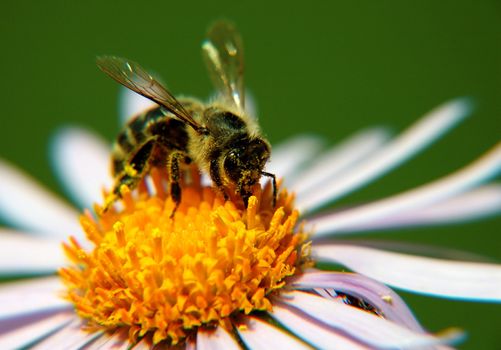 bee on yellow marguerite, horizontally framed shot