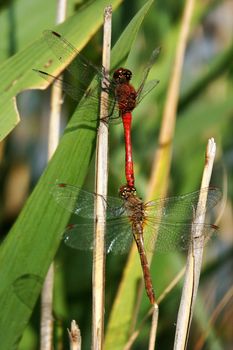 red dragonfly on the grass, verically framed picture