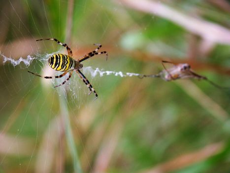 spider on the spider web, orizontally framed shot