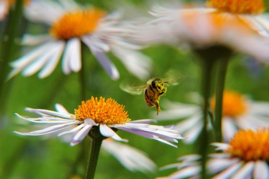 bee on yellow marguerite, horizontally framed shot