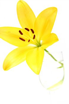 Isolated shot of a yellow lily on white background